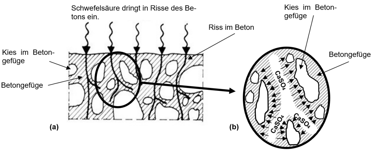 Querschnittsdiagramm: Schwefelsäure dringt in Betonrisse ein, Bildung von CaSO4 im Beton-Gefüge zwischen Kies und Bindemittel.